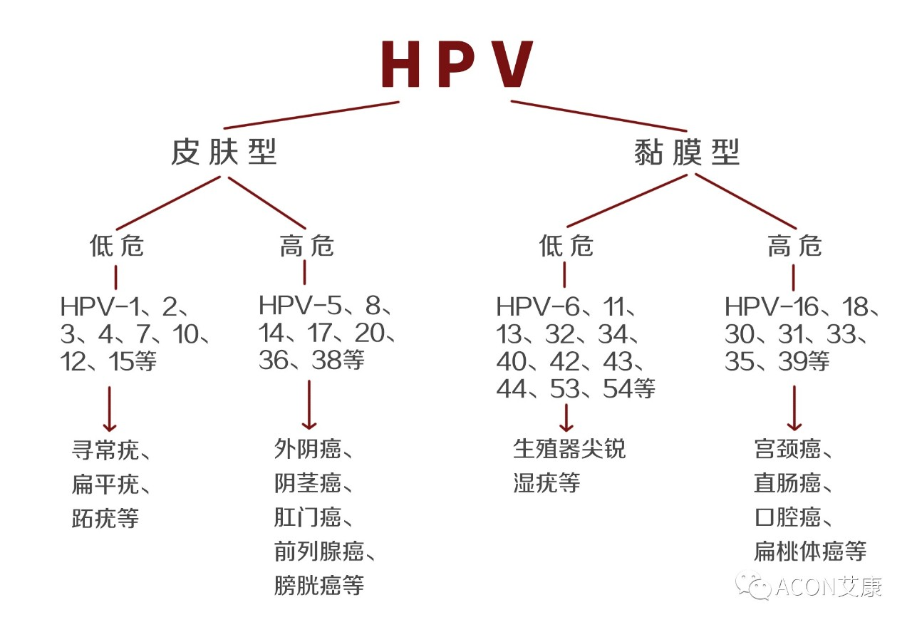 HPV疫苗有必要打嗎？二價、四價、九價要如何選擇！