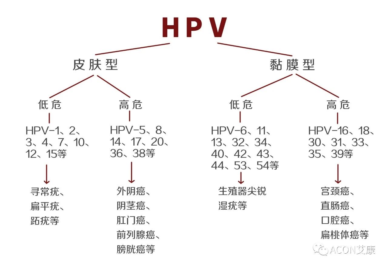 HPV轉(zhuǎn)陰其實很簡單， 女性必知的宮頸癌真相
